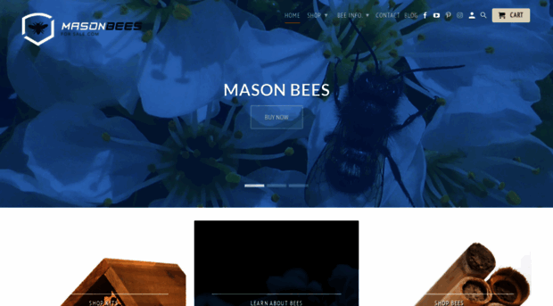 masonbeesforsale-com.myshopify.com