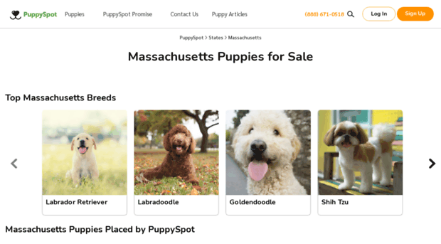 massachusettspuppiesforsale.com