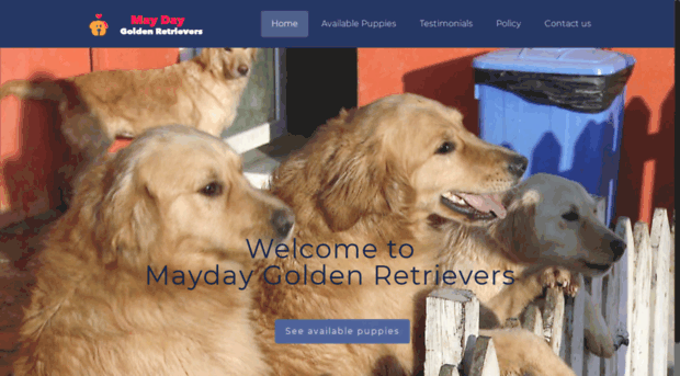 maydaygoldenretrievers.com