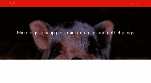 micropigpets.com