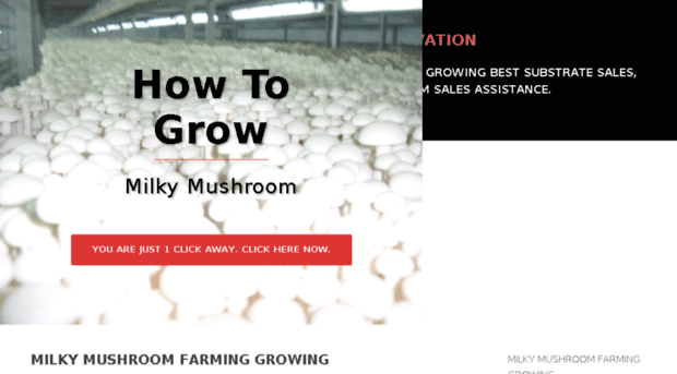 milkymushroomcultivation.in