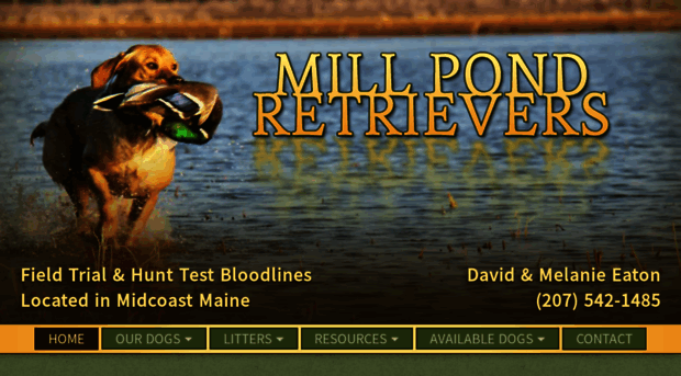 millpondretrievers.com