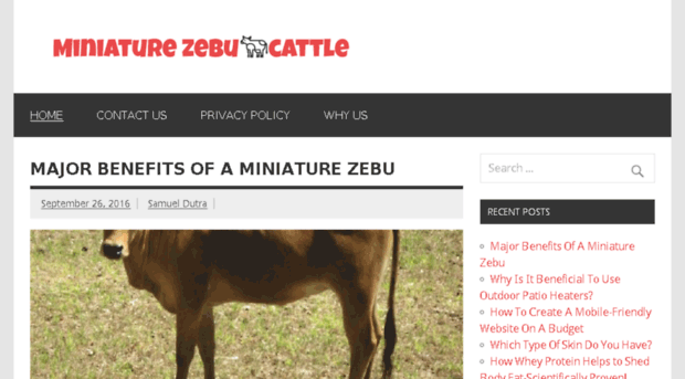 miniature-zebu-cattle.com