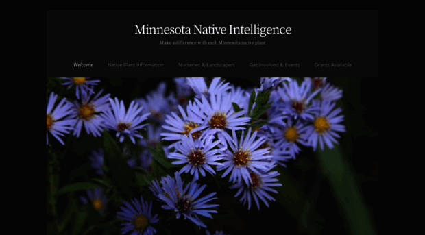 mnnativeintelligence.com