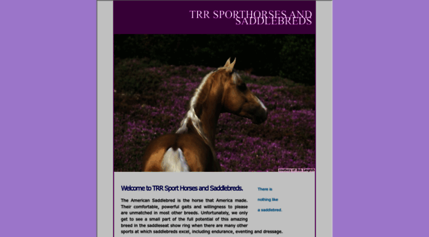 modernsporthorses.com