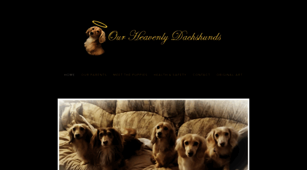 mollysheavenlydachshunds.com