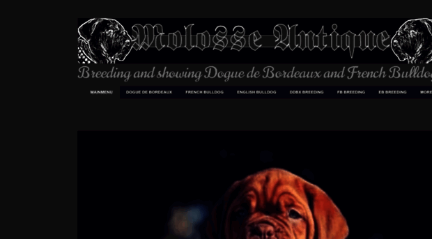 molosse-antique.com