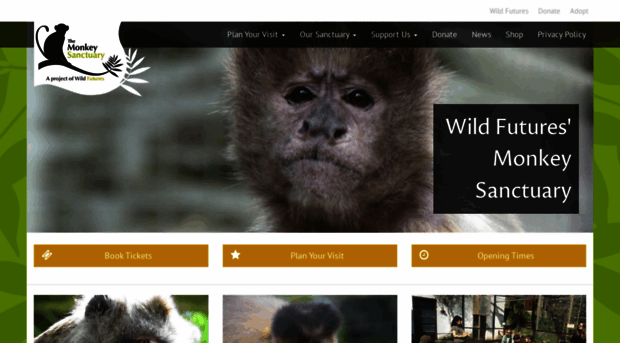 monkeysanctuary.org