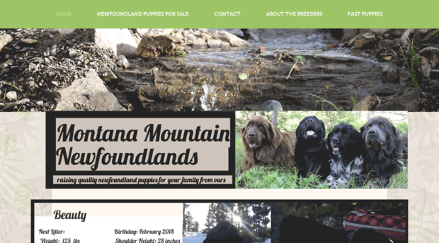 montanamountainnewfoundlands.com