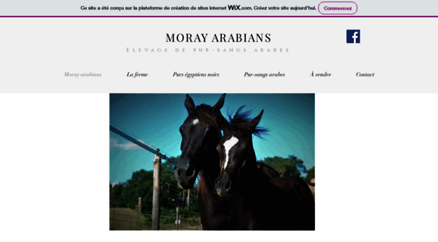 moray-arabians.com