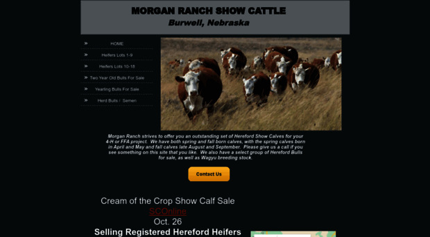 morganranchshowcattle.com