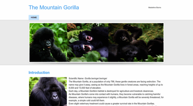 mountaingorilla-endangered.weebly.com