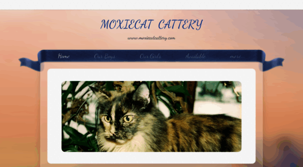 moxiecatcattery.com