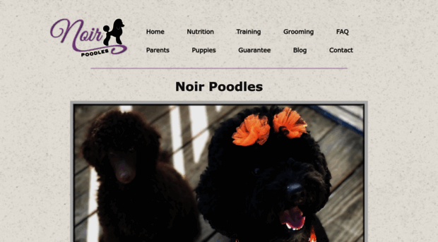 moyen-poodle.com