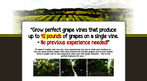 my-grape-vine.com