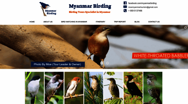 myanmarbirding.com