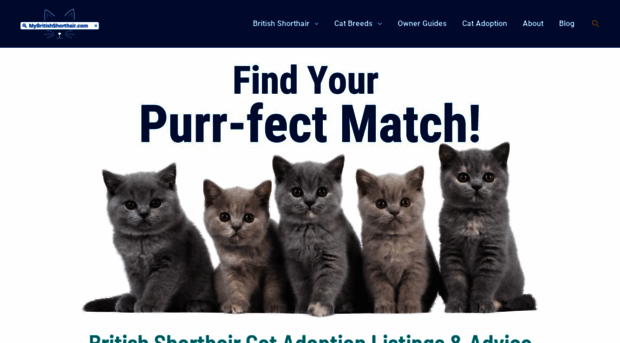 mybritishshorthair.com