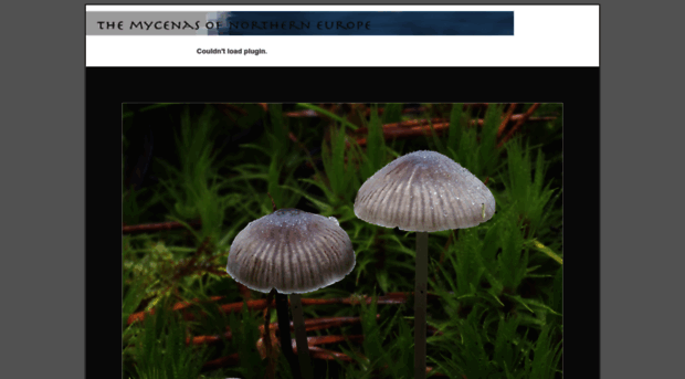 mycena.no