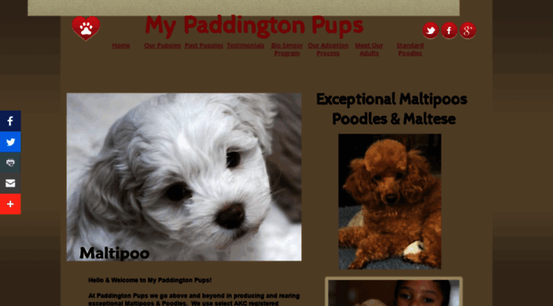 mypaddingtonpups.com