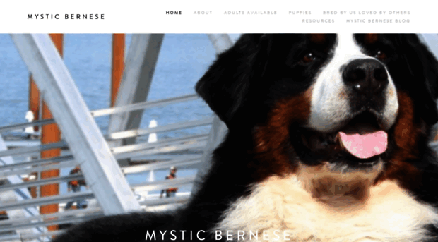 mysticbernese.com