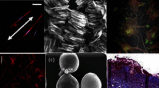 nano-bio.kangwon.ac.kr