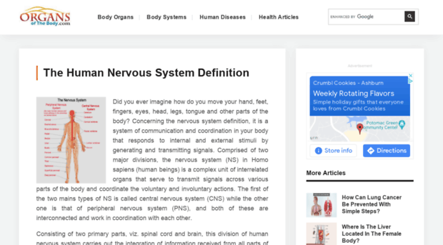 nervoussystem.organsofthebody.com