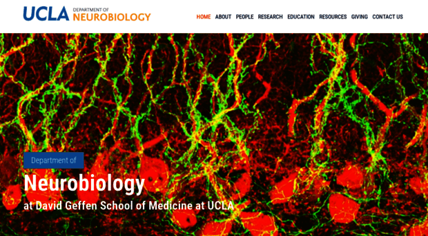 neurobio.ucla.edu