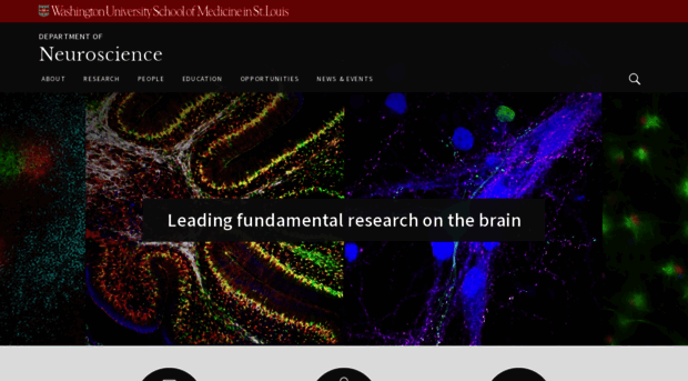 neuroscience.wustl.edu