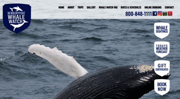 newburyportwhalewatch.com