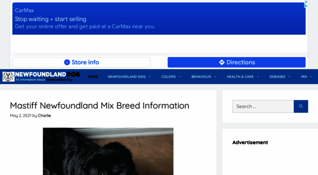 newfoundlanddog-info.com