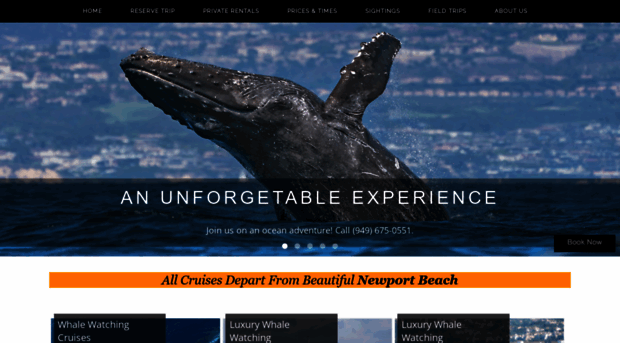 newportwhales.com