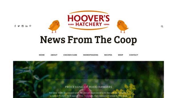 newsfromthecoop.hoovershatchery.com