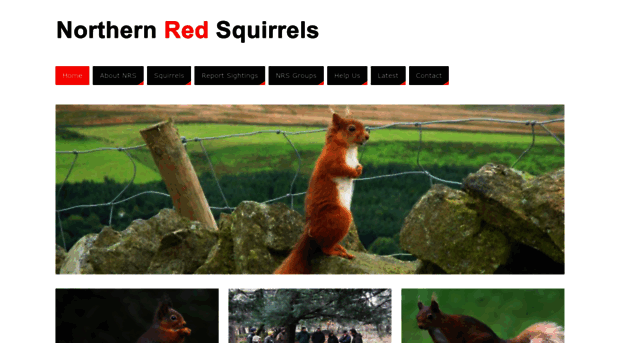 northernredsquirrels.org.uk