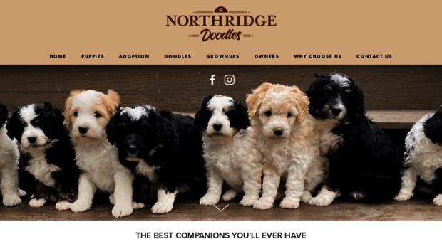 northridgegoldens.com