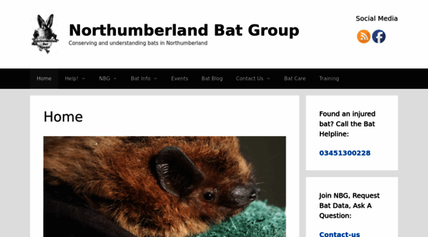 northumberlandbats.org.uk