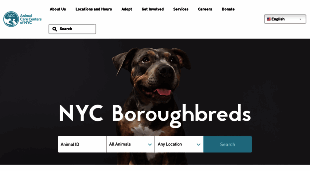 nycacc.com