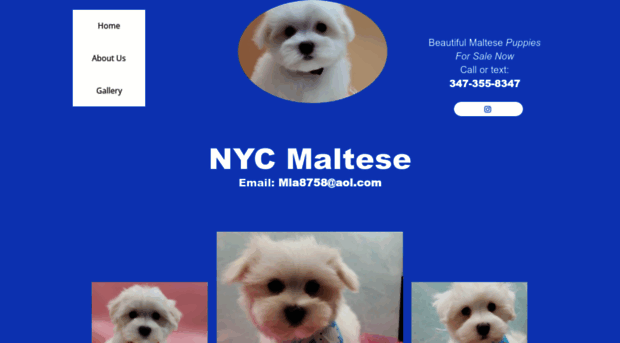 nycmaltese.com