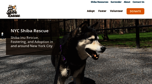 nycshibarescue.org