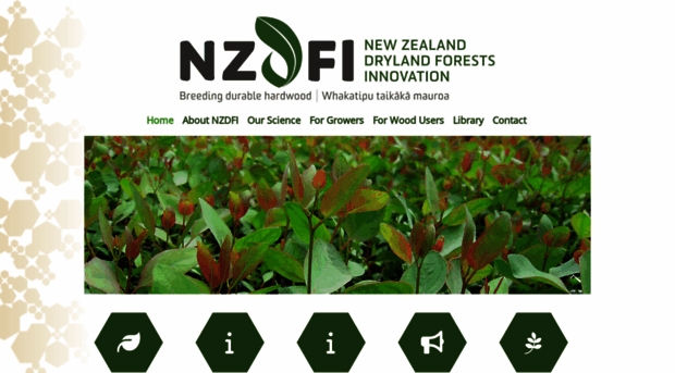 nzdfi.org.nz