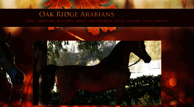 oakridgearabians.com