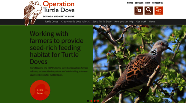 operationturtledove.org