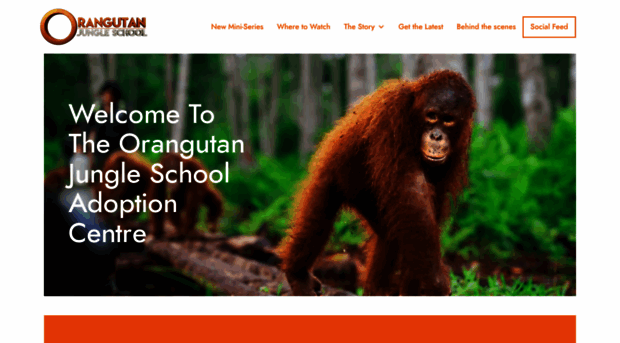 orangutanjungleschool.com