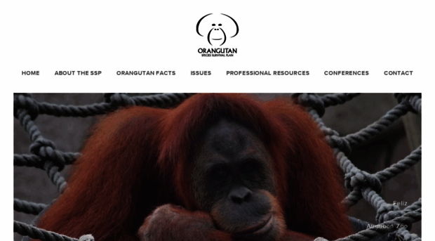 orangutanssp.org