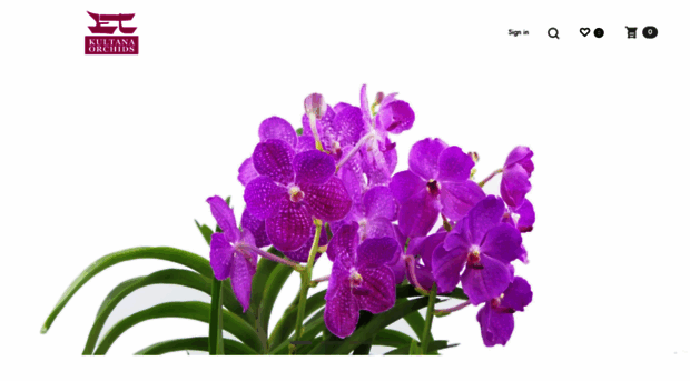 orchid.in.th