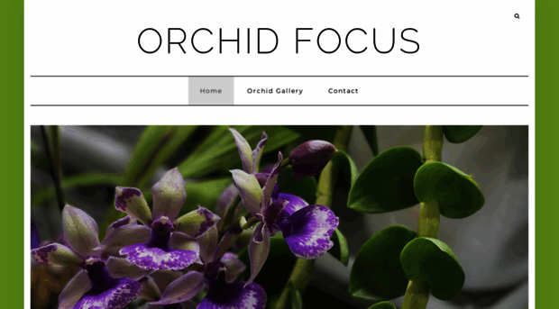 orchidfocus.com