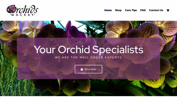 orchidsmackay.com.au