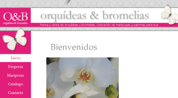 orquideasybromelias.com