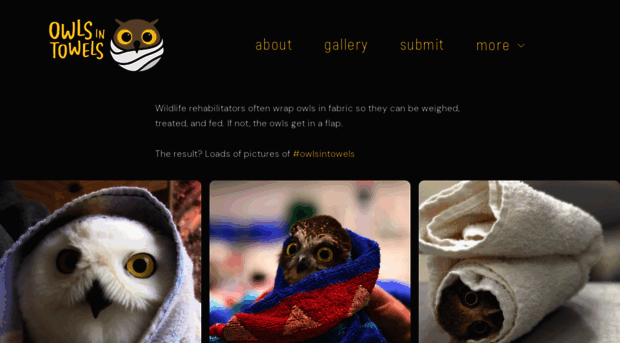owlsintowels.org