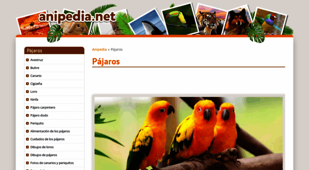 pajaros.anipedia.net