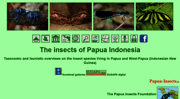 papua-insects.nl